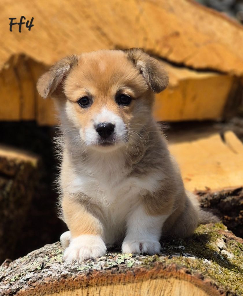 des Famonadyns - Chiots disponibles - Welsh Corgi Pembroke