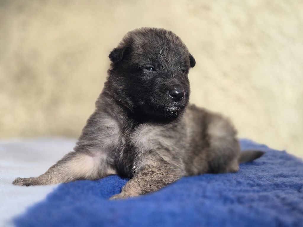 Chiot Berger Belge des Famonadyns