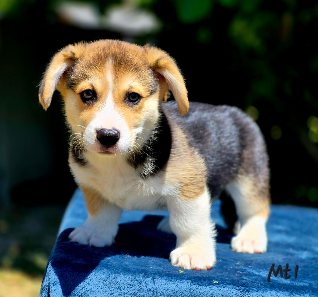 des Famonadyns - Chiots disponibles - Welsh Corgi Pembroke