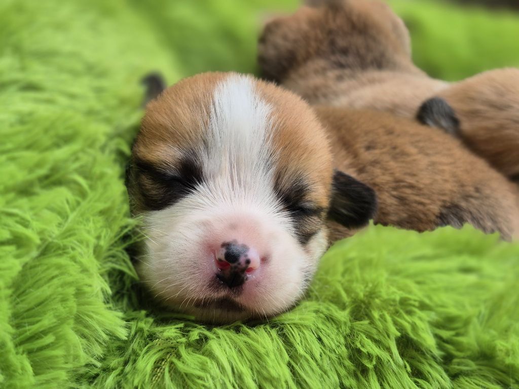 Chiot Welsh Corgi Pembroke des Famonadyns