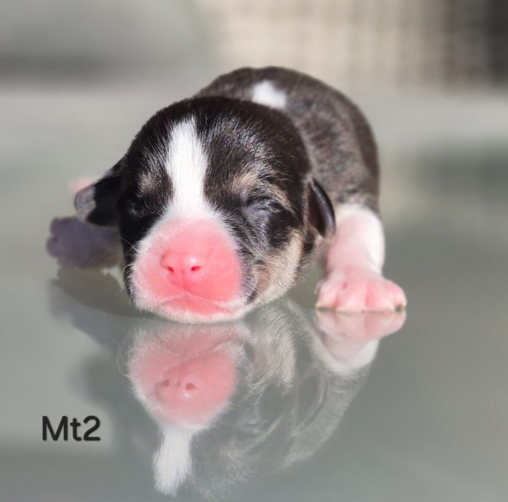 des Famonadyns - Chiots disponibles - Welsh Corgi Pembroke