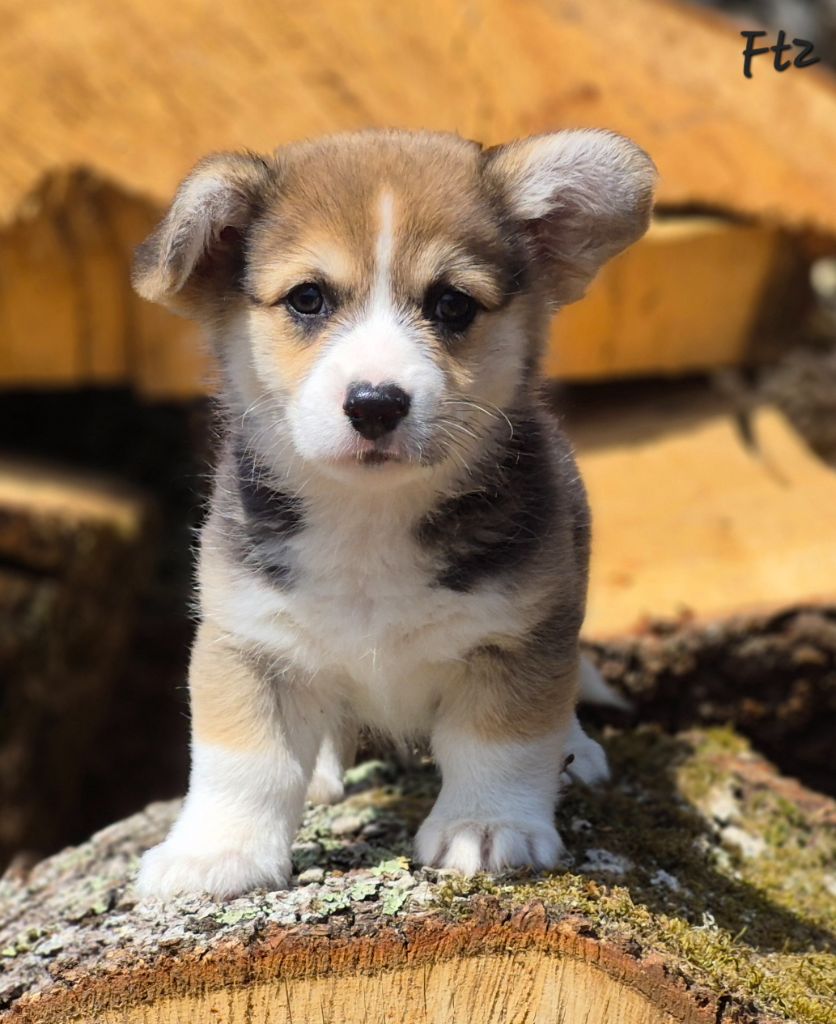 des Famonadyns - Chiots disponibles - Welsh Corgi Pembroke