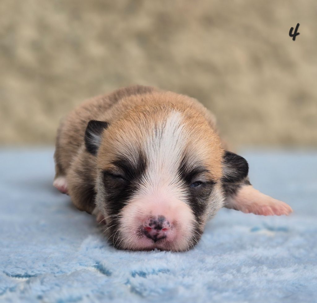 des Famonadyns - Chiots disponibles - Welsh Corgi Pembroke