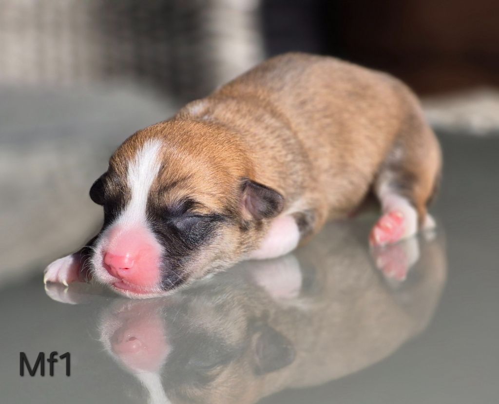 des Famonadyns - Chiots disponibles - Welsh Corgi Pembroke