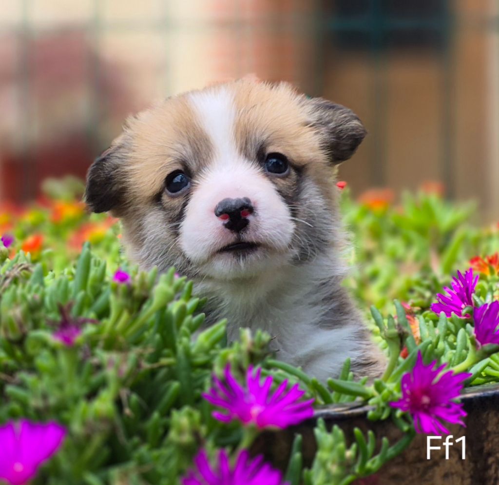 des Famonadyns - Chiots disponibles - Welsh Corgi Pembroke