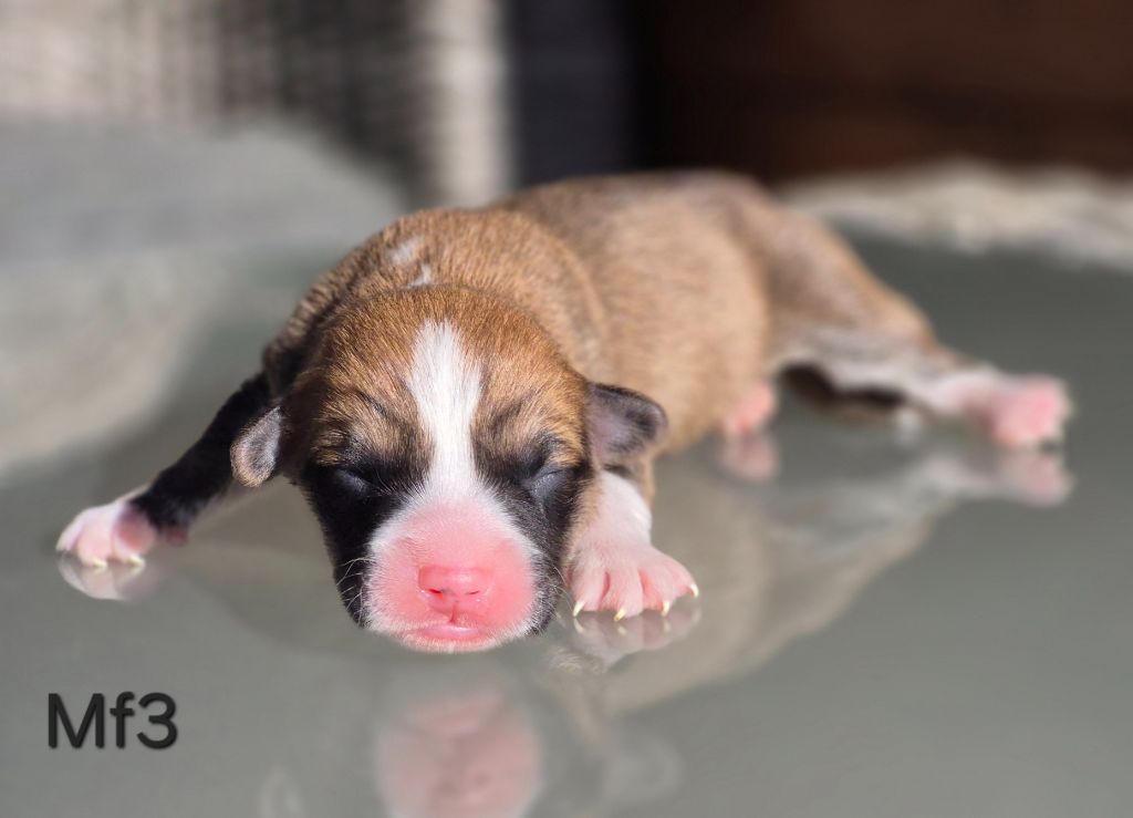 des Famonadyns - Chiots disponibles - Welsh Corgi Pembroke