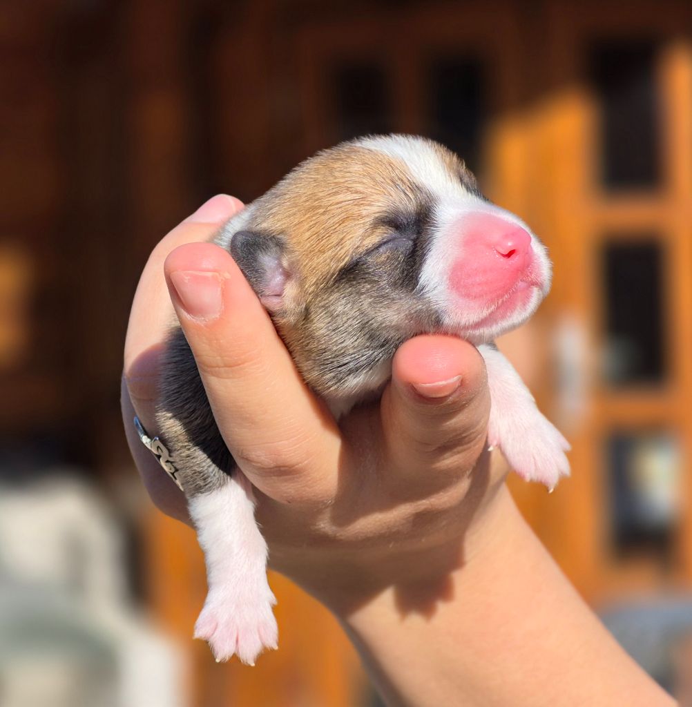 Chiot Welsh Corgi Pembroke des Famonadyns
