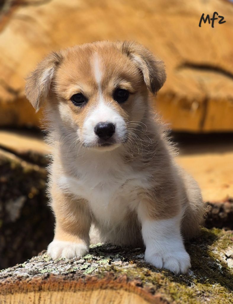 des Famonadyns - Chiots disponibles - Welsh Corgi Pembroke