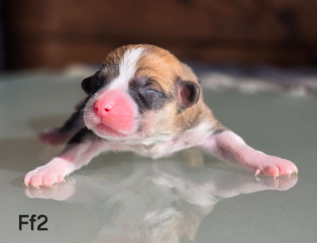 des Famonadyns - Chiots disponibles - Welsh Corgi Pembroke