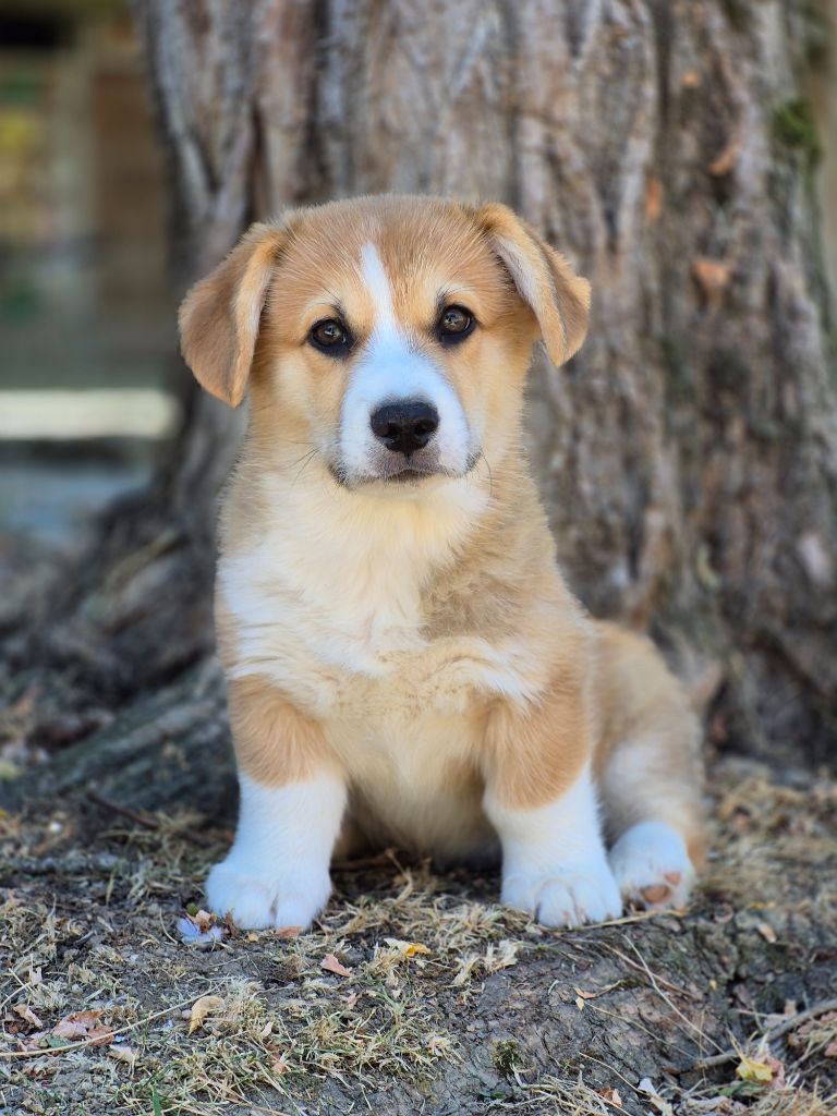 des Famonadyns - Chiots disponibles - Welsh Corgi Pembroke