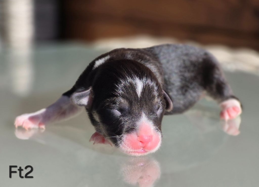 des Famonadyns - Chiots disponibles - Welsh Corgi Pembroke