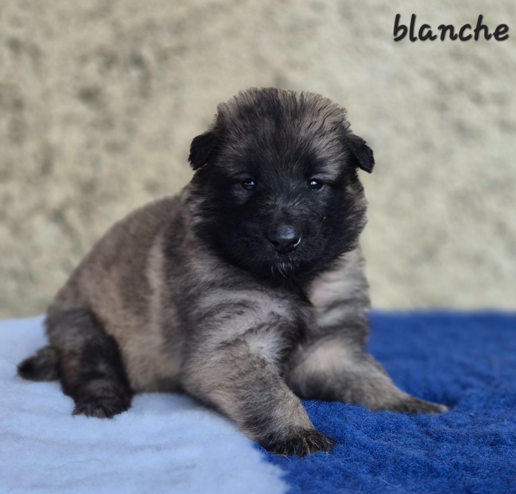 des Famonadyns - Chiots disponibles - Berger Belge