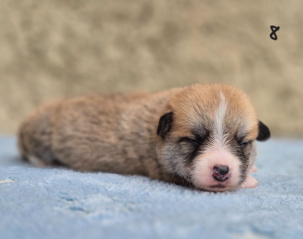des Famonadyns - Chiots disponibles - Welsh Corgi Pembroke