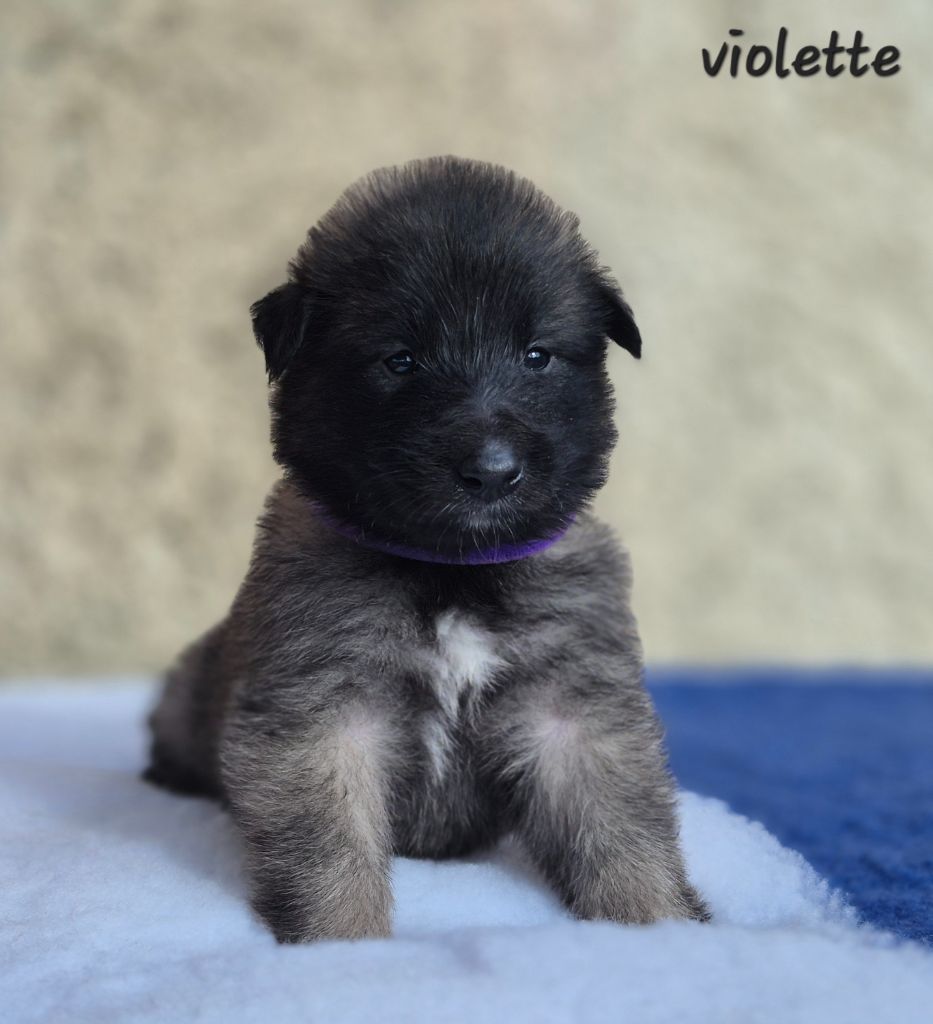 des Famonadyns - Chiots disponibles - Berger Belge