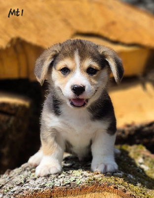 CHIOT 3