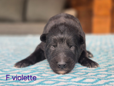 Chiot N°7