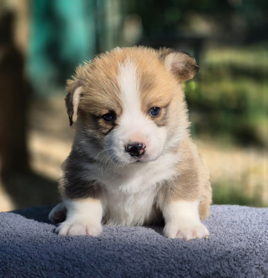Chiot N°2