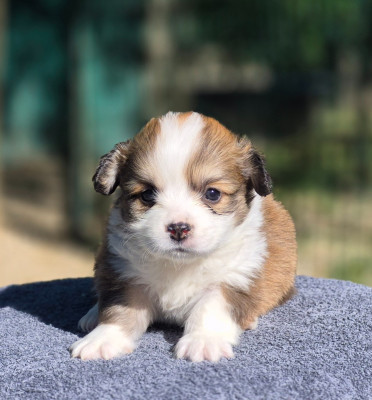 Chiot N°4
