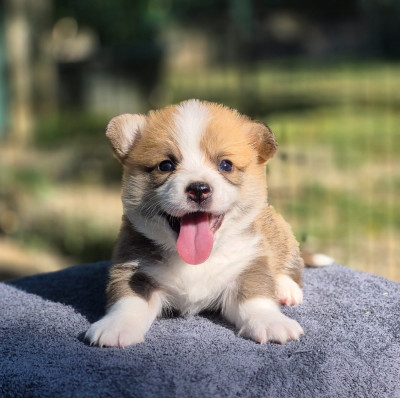 Chiot N°5