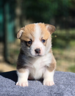Chiot N°6