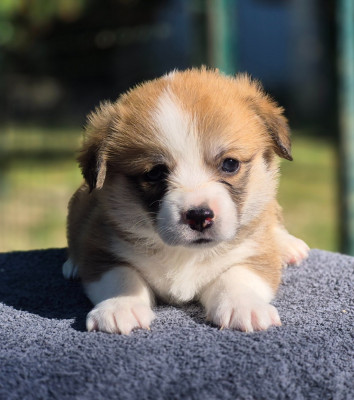 Chiot N°7