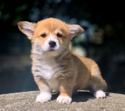 Chiot N°3