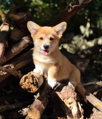 Chiot N°3