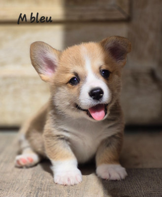 Chiot N°1