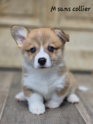 Chiot N°2