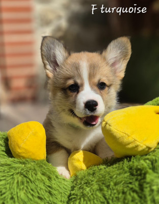 Chiot N°3