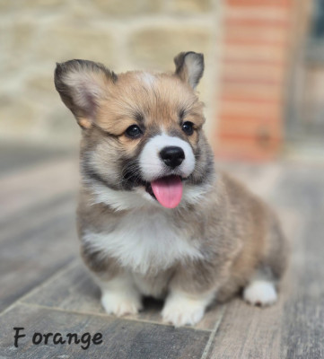 Chiot N°4
