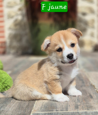 Chiot N°5