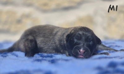 Chiot N°1