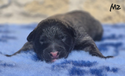 Chiot N°2