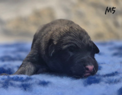Chiot N°5