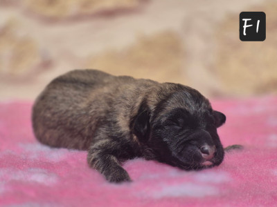 Chiot N°6