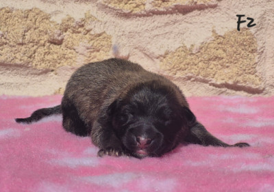 Chiot N°7