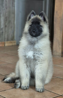 CHIOT 1