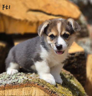 CHIOT 6
