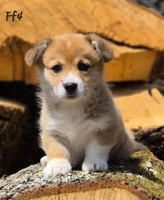 CHIOT 8