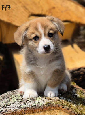 CHIOT 10