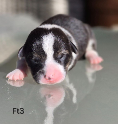 CHIOT 10