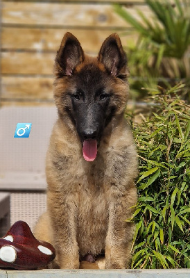 CHIOT 1