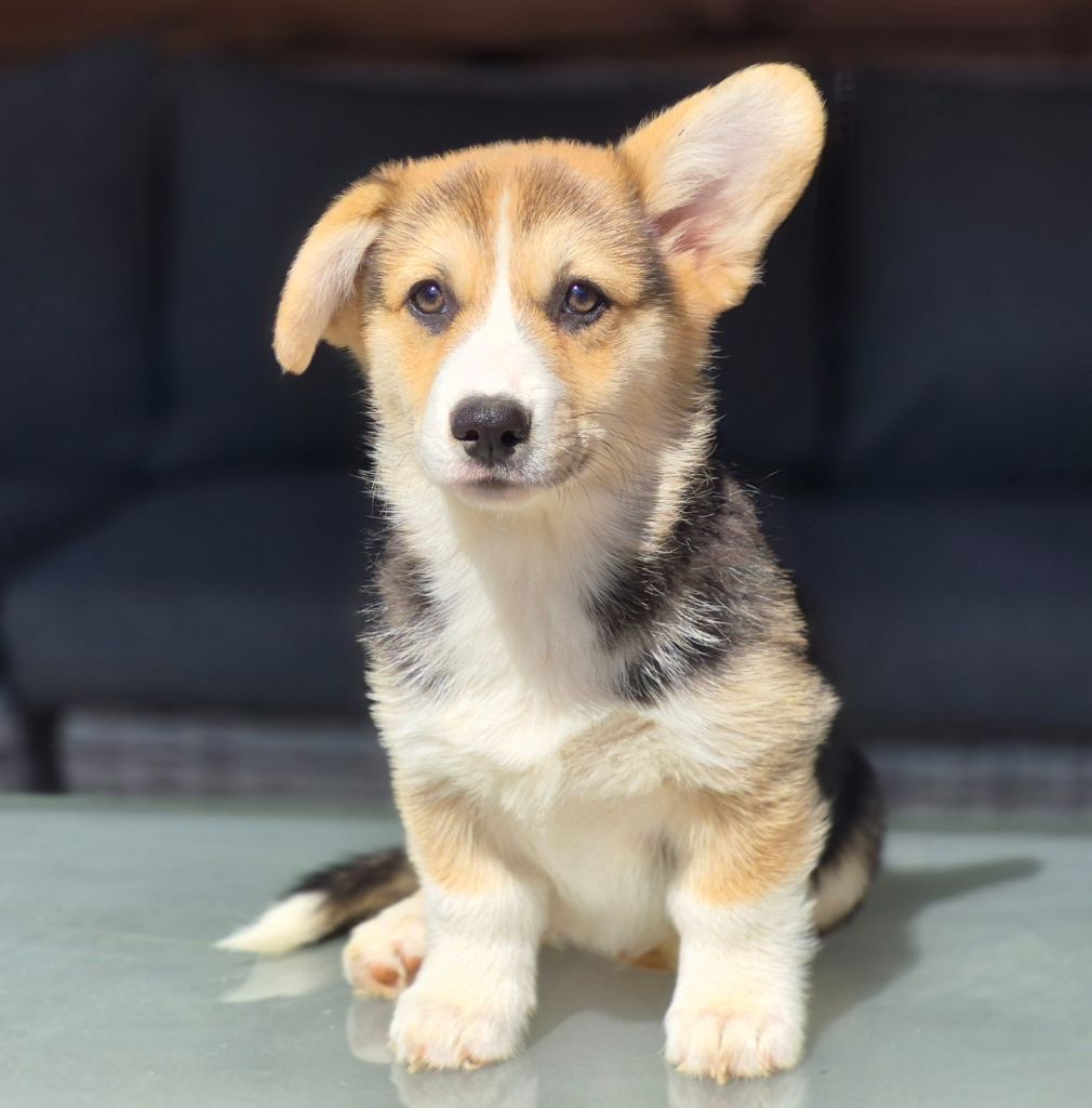 des Famonadyns - Chiots disponibles - Welsh Corgi Pembroke