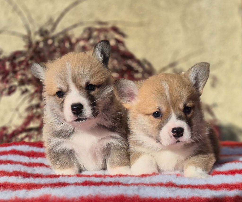 Chiot Welsh Corgi Pembroke des Famonadyns