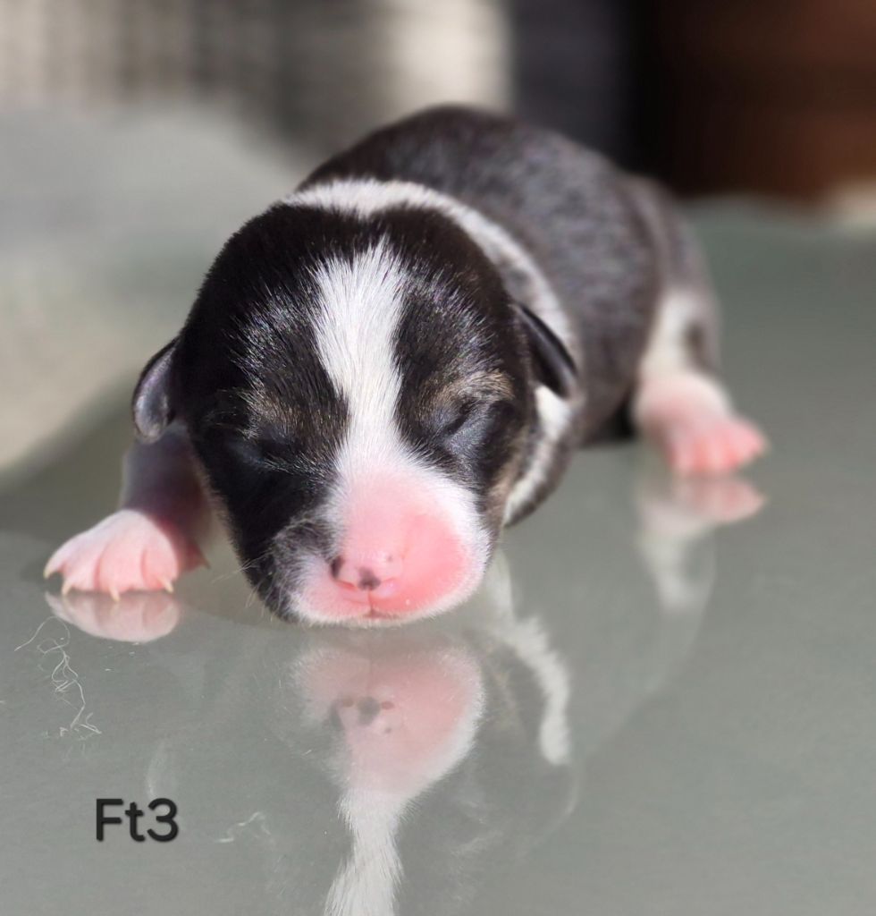 des Famonadyns - Chiots disponibles - Welsh Corgi Pembroke