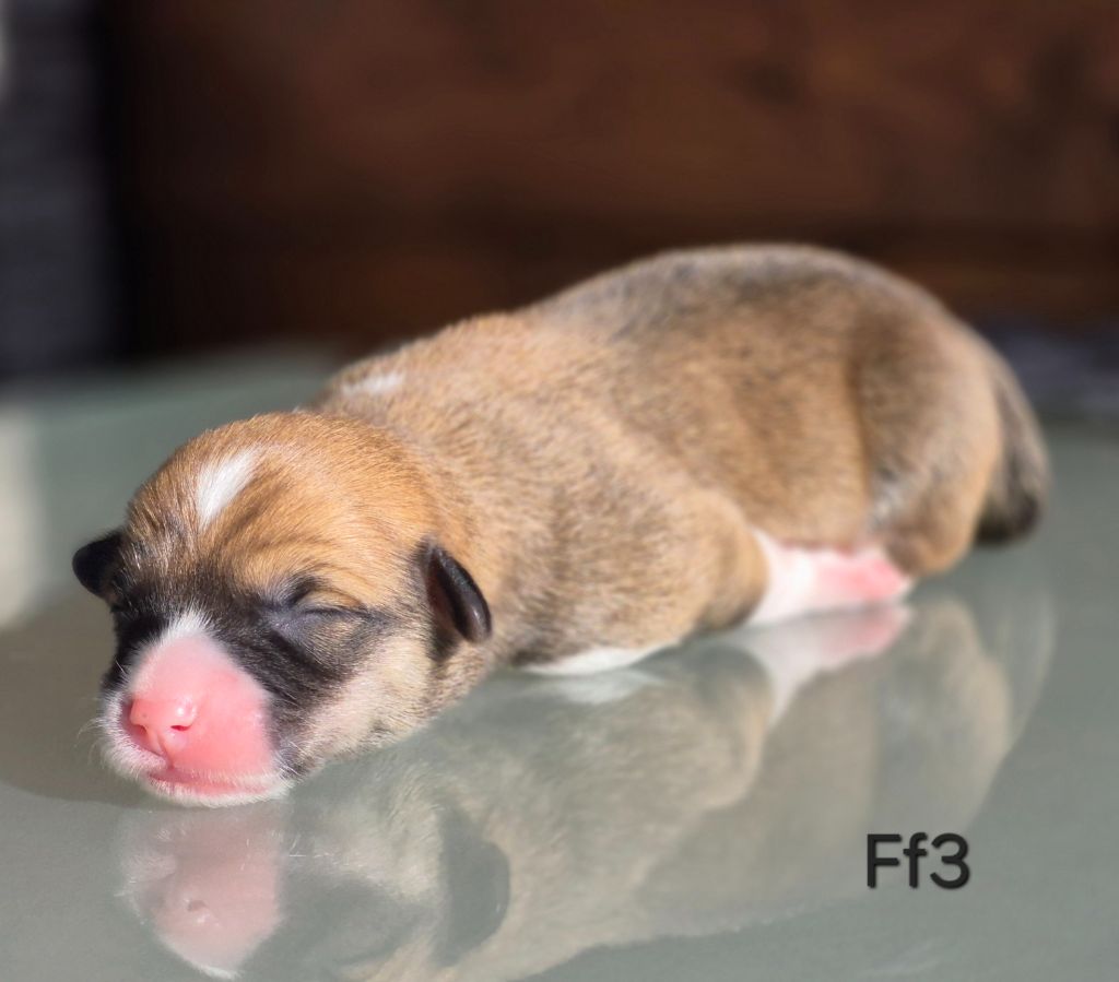 des Famonadyns - Chiots disponibles - Welsh Corgi Pembroke