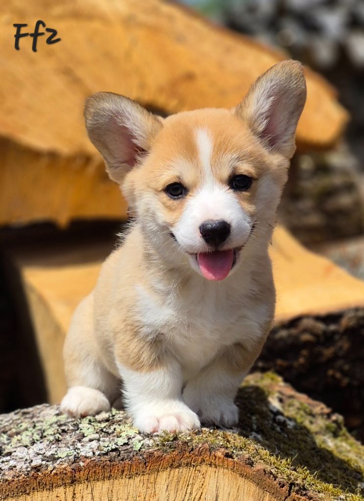 des Famonadyns - Chiots disponibles - Welsh Corgi Pembroke