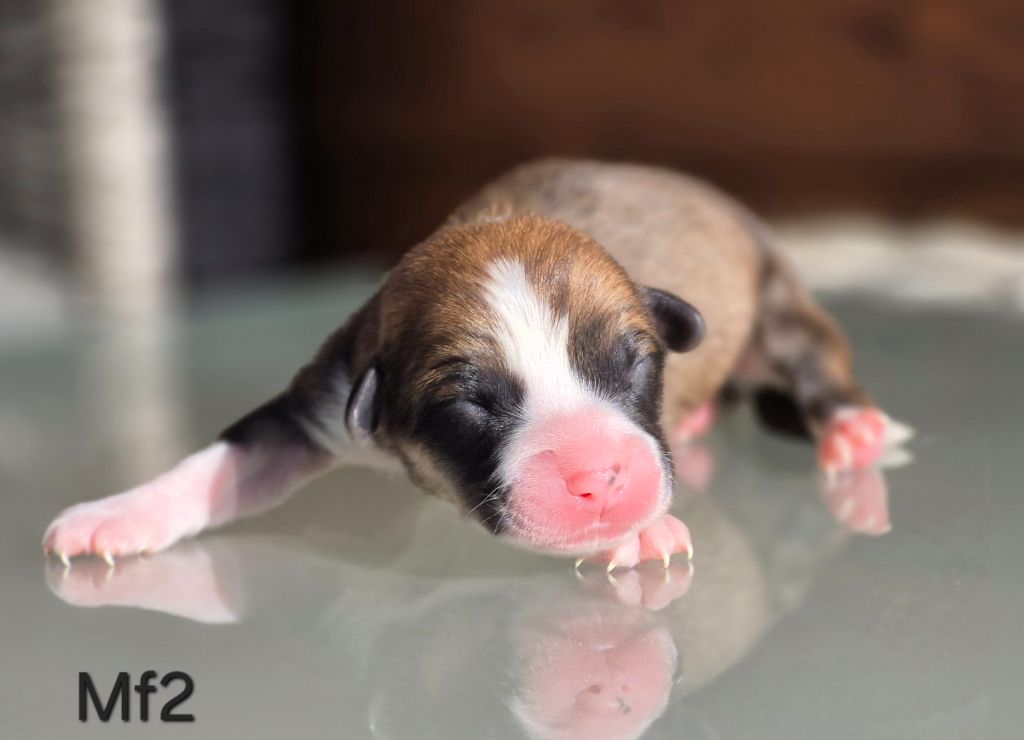des Famonadyns - Chiots disponibles - Welsh Corgi Pembroke