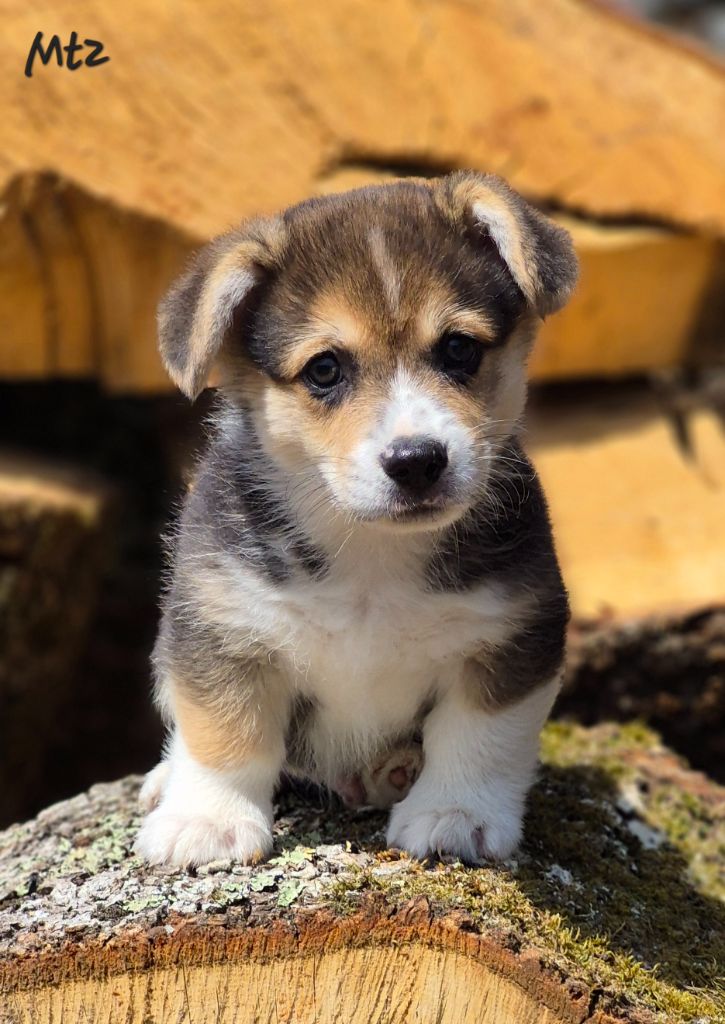 des Famonadyns - Chiots disponibles - Welsh Corgi Pembroke